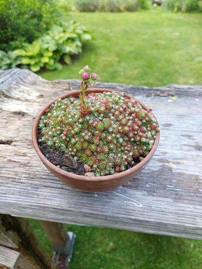 Auf einem verwitterten Brett steht eine einfache Tonschale, die mit einem Teppich aus sehr kleinem Hauswurz fast vollständig zugewachsen ist. Der Hauswurz hat die Farben Grün, Rot und Weiß. In der Mitte ist ein einzelner Blütenstand.