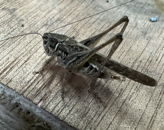 Кузнечик Grasshopper