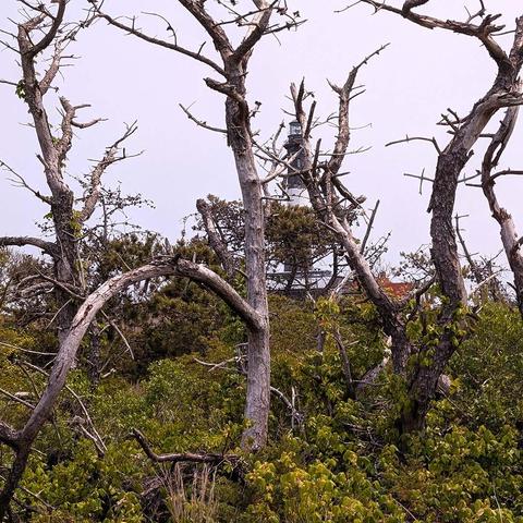 A weathered coastal landscape featuring gnarled, leafless trees with twisted bare branches reaching toward an overcast sky. The dead trees are interspersed with lush green undergrowth and smaller living vegetation. In the background, a lighthouse is visible through the skeletal branches. The scene has a moody, atmospheric quality with pale gray sky and creates a stark contrast between the lifeless upper canopy and the thriving ground-level plant life below.