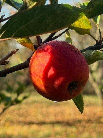 Last red apple on the tree