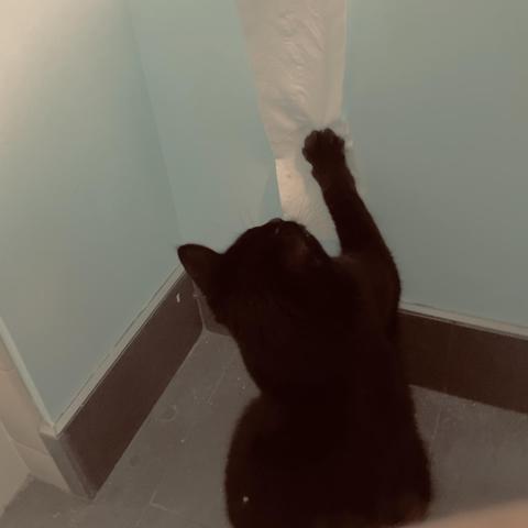 a black cat reaches a paw up to grab at some toilet paper.