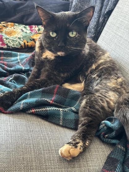 Doris, a tortoiseshell cat, lounging on her right side on a sofa, surrounded by a plaid blanket and decorative cushion. Her left hind leg is sticking out towards the viewer.