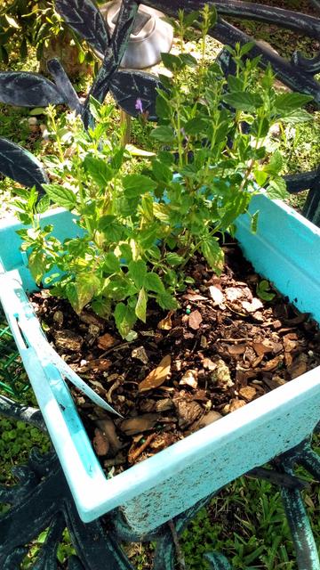 Agastache hybrida 'Blue Bayou'