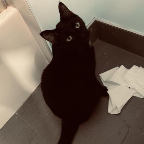 a black cat looks up at us from where he has unrolled some toilet paper