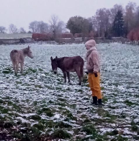 Cadeau et Surprise dans leur enclos. Il neige. Je les regarde, iels me regardent