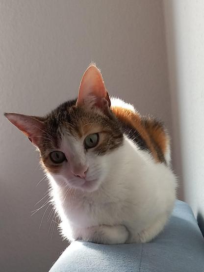 Calico sitting on a blue sofa