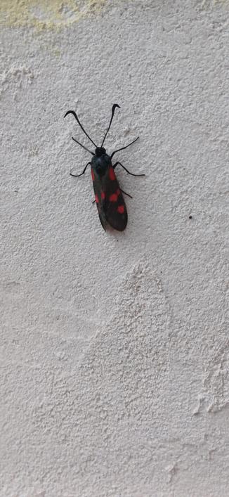 Peut-être un papillon noir à pois rouges
