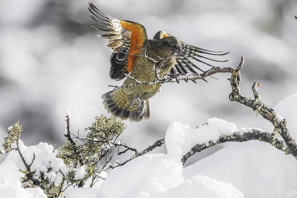A kea with wings stretched lands on a snow covered tree.
