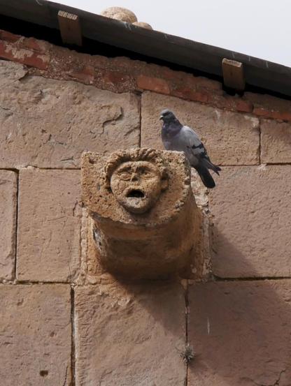Taube auf einem Wasserspeier an der Kathedrale von Puno in Peru
