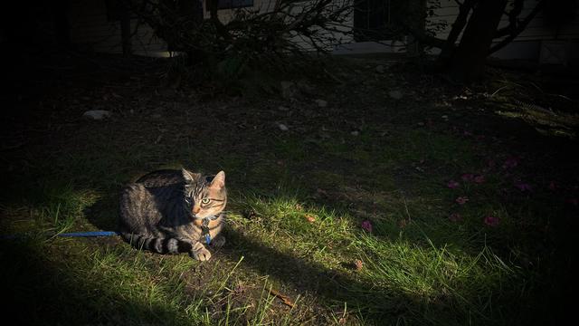 A striped tabby wearing a blue leash crouches in a patch of sunlight within a dark grassy area.
