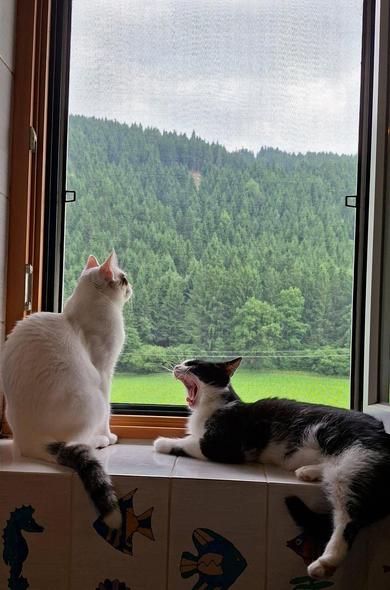 Weisse und schwarz weisse katze sitzen und lieugen auf fensterbank. Im hintergrund wald.