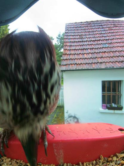 Eichelhäher im Futterhäuschen