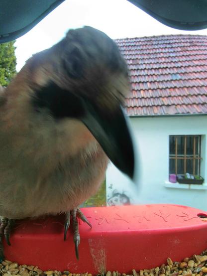 Eichelhäher im Futterhäuschen
