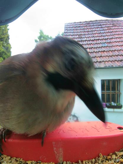 Eichelhäher im Futterhäuschen
