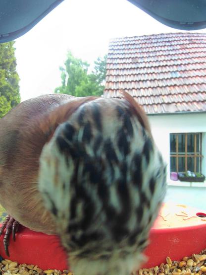Eichelhäher im Futterhäuschen
