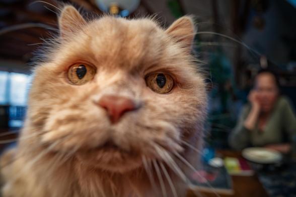 Ein Katze schnuppert am Fischaugenobjektiv