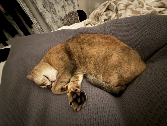 Bandit the cat snoring so hard