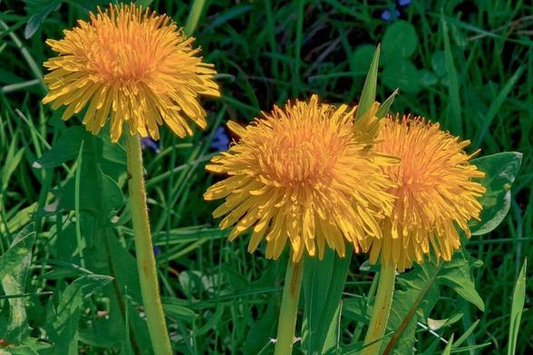 Drie knalgele paardenbloemen op groen gras en klaver.