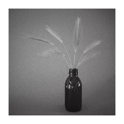 six stems of bearded grass in a brown glass bottle. photographed in mono, using natural light and with the subject displayed against a grey card background. 