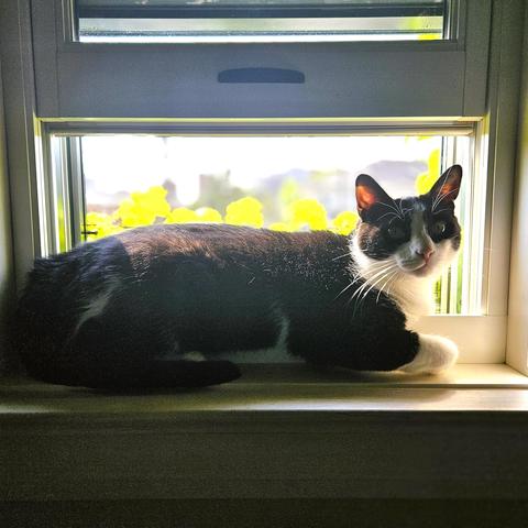 Tuxedo cat sitting inside sunny windowsill with ivy behind him. The sun glows through his ears.
