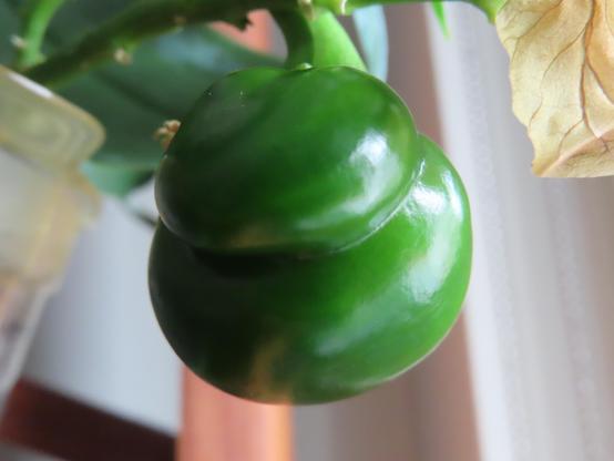 A fresh green pepper hanging from a plant, with green leaves providing a natural backdrop.