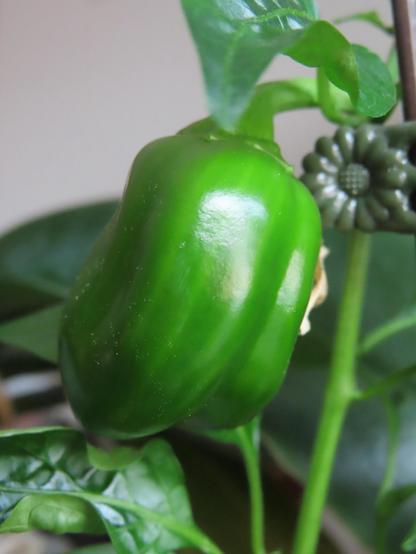 A fresh green pepper hanging from a plant, with green leaves providing a natural backdrop.