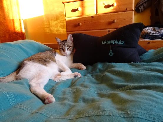 Katze auf einem Bett vor Liegeplatzkissen im Nachmittagslicht