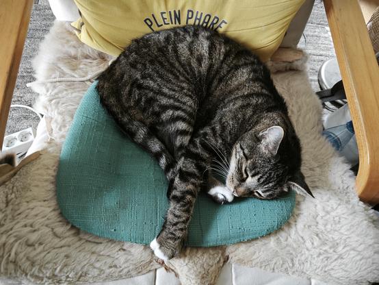 Kater Boomer entspannt im Poeng Sessel 
