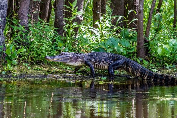 South Carolina Alligator Lottery Applications Open Through July 15; New Slot Tags Introduced for 2025 #Alligator #SCDNR #Hunting