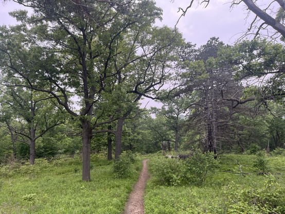 A path into the woods