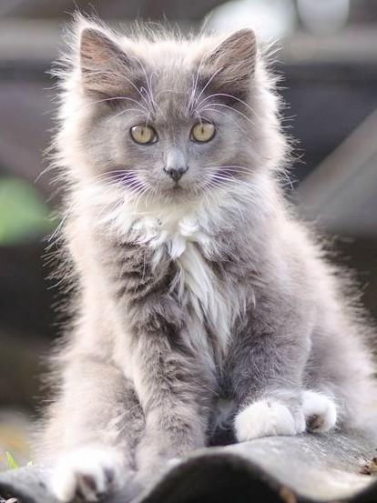 An adorable grey and white fluffy kitten 