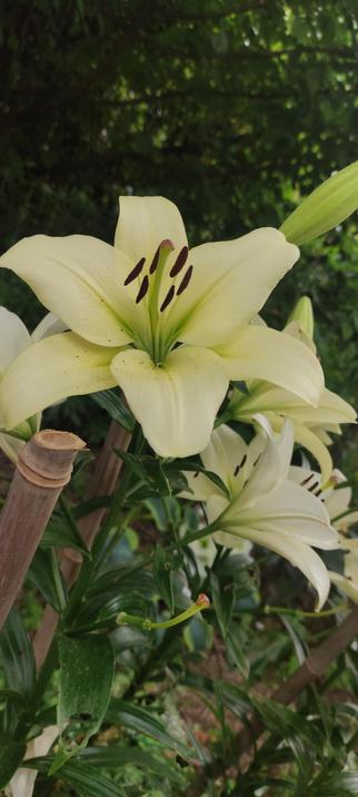 Gros plan sur une fleur de lys crème, épanouie au premier plan. Ses pétales clairs se détachent sur un arrière-plan sombre et feuillu. Le pistil brun et les étamines sont nets et centrés.