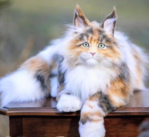 A beautiful gorgeous long fluffy furred calico cat with tuft ears and huge white paws