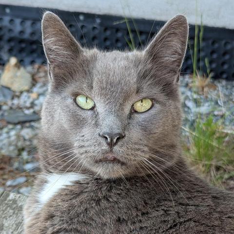 A grey cat with a white chest fleck and yellow eyes watches the photographer intensively