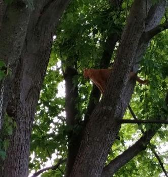 Close up of an orange cat standing proud high in a tree.
