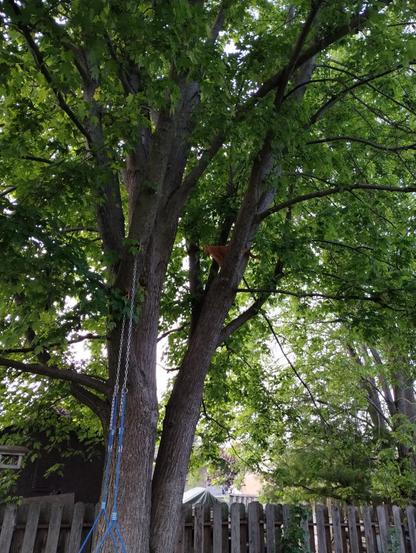 Orange cat standing proud high in a tree