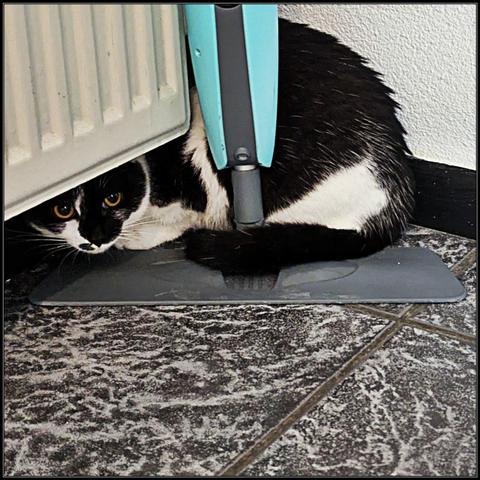 Lemon the Cat hiding in a corner of the kitchen, under a radiator and behind a mop. She looks like she could use a calming breathing exercise or something.