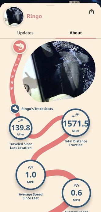 progress updates from the shark tracking app
