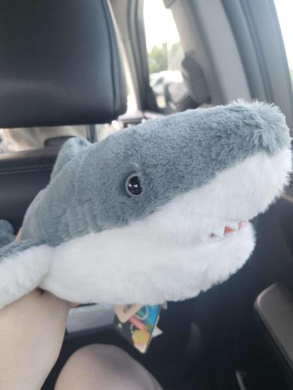 cute lil shark plushie