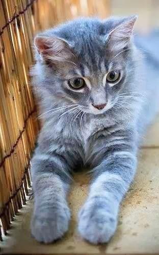 A pretty grey kitty laying down 