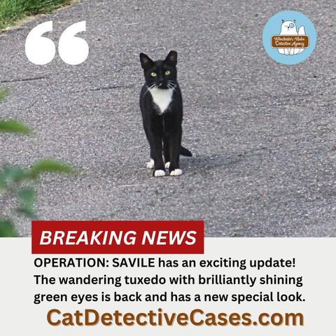 tuxedo cat standing in driveway looking up at the camera.
graphic text: Breaking News on red block
"OPERATION: SAVILE has an exciting update!
The wandering tuxedo with brilliantly shining green eyes is back and has a new special look."
CatDetectiveCases.com