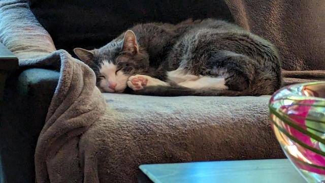 Photo of a sleeping grey and white tuxedo cat, curled up on her side, her rear paw near her face. 