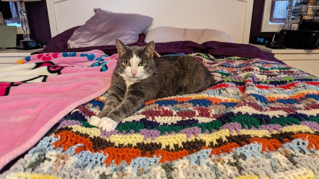 Photo of a grey & white tuxedo cat, sitting on a bed with both paws extended outward almost like a stretch.