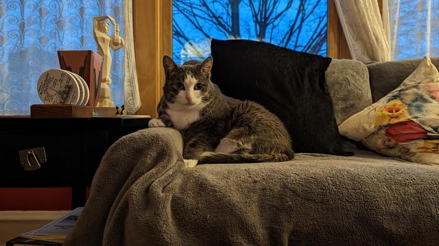Photo of a grey & white tuxedo cat, sitting comfortably on a couch, lounging with one paw up on the arm rest