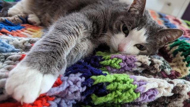 Photo of a reclining gray & white tuxedo cat, laying on her side, her paws extending towards the camera