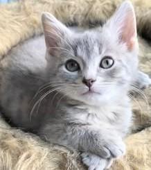 Pretty little grey kitten 