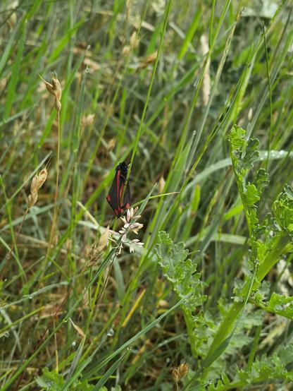 A cinnabar moth