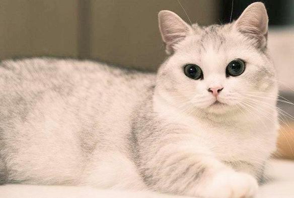 A pretty light grey and white kitty laying down and looking at you with big dark  beautiful eyes 