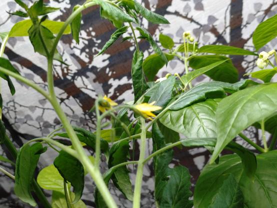 Small yellow tomato flower in middle of tomato and chili plant leaves, with background of light curtain with birch tree pattern.