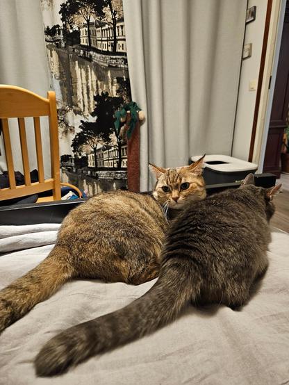 Two cats are fighting over a spot to sleep, and the brown cat looks visibly annoyed.